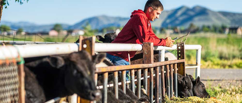 Man in red sweat shirt using cell phone feeding cows